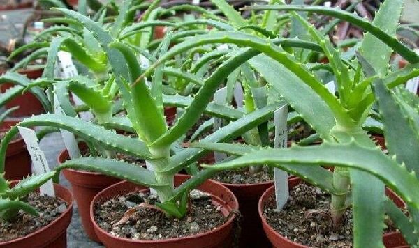 Як швидко і ефективно прибрати герпес на губах за допомогою домашніх засобів?