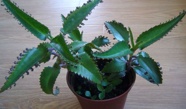 Як швидко і ефективно прибрати герпес на губах за допомогою домашніх засобів?