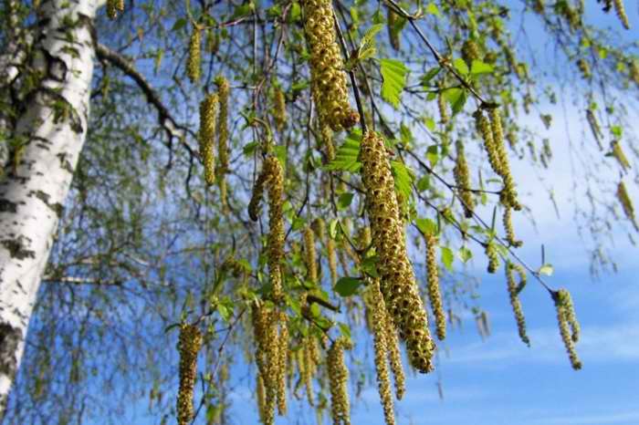 Як швидко і ефективно прибрати герпес на губах за допомогою домашніх засобів?
