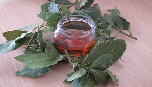 Застосування лаврового листа від прищів