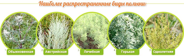 Застосування полину від прищів